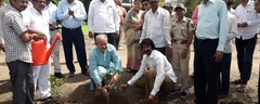 Tree plantation (2)